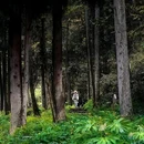 龙苍沟森林公园 - 雅安市旅游 缩略图 3