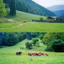 罗古箐景区 - 怒江傈僳族自治州旅游 缩略图 3