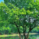 钟山风景区-流徽榭 - 南京市旅游 缩略图 7