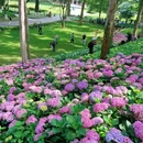 南京中山植物园-北园 - 南京市旅游 缩略图 6