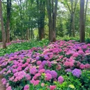 南京中山植物园-北园 - 南京市旅游 缩略图 7