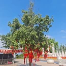 金香顿悦庭高空无边泳池全景花园酒店(西双版纳嘎洒国际机场店) - 西双版纳傣族自治州旅游 缩略图 1