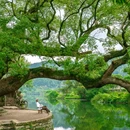大鄣山卧龙谷景区 - 上饶市旅游 缩略图 6