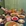 上海市·野山桐·江西菜(上海首店)