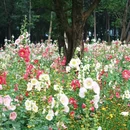 南京平山森林公园 - 南京市旅游 缩略图 6