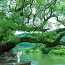 婺源江湾景区 - 上饶市旅游 缩略图 2
