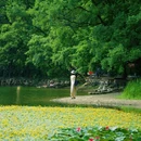 南京梧桐大道 - 南京市旅游 缩略图 1