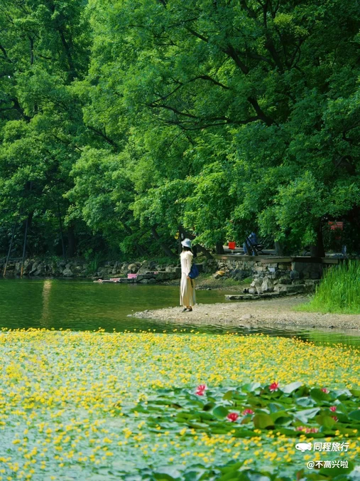 南京梧桐大道 - 南京市旅游