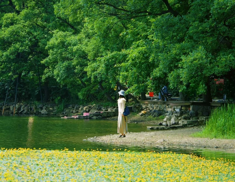 南京梧桐大道 - 南京市旅游 1