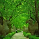 南京梧桐大道 - 南京市旅游 缩略图 8