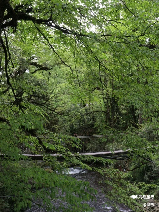 龙苍沟森林公园 - 雅安市旅游