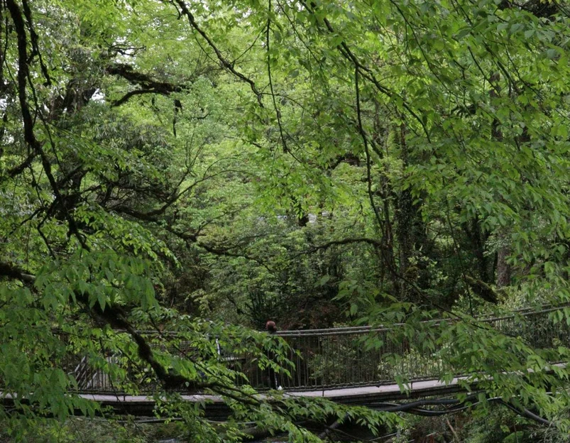 龙苍沟森林公园 - 雅安市旅游 1