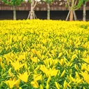 合肥园博园金边园 - 合肥市旅游 缩略图 6