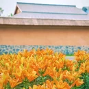 合肥园博园金边园 - 合肥市旅游 缩略图 4