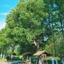 合肥滨湖国家森林公园 - 合肥市旅游 缩略图 1