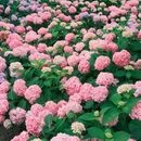 世博文化公园上海温室花园南入口 - 上海市旅游 缩略图 6