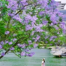 成都香格里拉 - 成都市旅游 缩略图 9