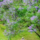 成都香格里拉 - 成都市旅游 缩略图 8