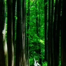 波尔登森林公园 - 信阳市旅游 缩略图 1