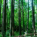 波尔登森林公园 - 信阳市旅游 缩略图 8