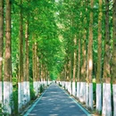 合肥滨湖国家森林公园 - 合肥市旅游 缩略图 8