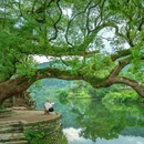 察关村 - 上饶市旅游 缩略图 1