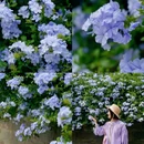 惠王陵东路 - 成都市旅游 缩略图 6