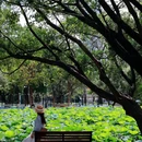 洪湖公园-东门 - 深圳市旅游 缩略图 8