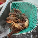 阿木龙虾(菊太路店) - 上海市旅游 缩略图 9