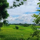新潭村 - 海口市旅游 缩略图 9