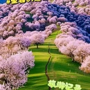 吐尔根杏花沟 - 伊犁哈萨克自治州旅游 缩略图 5