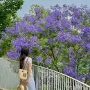 云朵乐园 - 成都旅游 缩略图 1