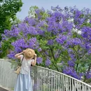 云朵乐园 - 成都旅游 缩略图 3