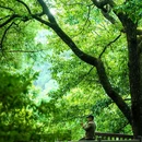 黑龙潭公园 - 昆明市旅游 缩略图 1