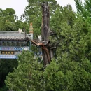 国家植物园北园 - 北京市旅游 缩略图 5