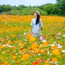 汪家湾花海 - 成都市旅游 缩略图 3