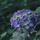湖南省森林植物园 - 长沙市旅游 缩略图 3