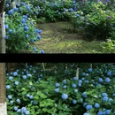 湖南省森林植物园 - 长沙市旅游 缩略图 5