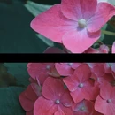 湖南省森林植物园 - 长沙市旅游 缩略图 6