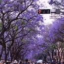 教场中路 - 昆明市旅游 缩略图 1