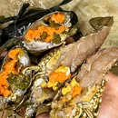 吴记·潮汕·海鲜砂锅粥(东二环泰禾广场店) - 福州市旅游 缩略图 7