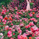 通州花仙子万花园 - 北京市旅游 缩略图 1