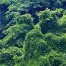 城杨村 - 宁波市旅游 缩略图 5