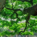 虎跑公园 - 杭州市旅游 缩略图 4