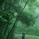 虎跑公园 - 杭州市旅游 缩略图 1
