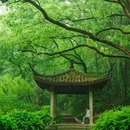 虎跑公园 - 杭州市旅游 缩略图 7