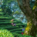 九溪十八涧 - 杭州市旅游 缩略图 2