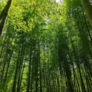 天目湖南山竹海景区 - 常州市旅游 缩略图 3