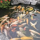锦绣园 - 深圳市旅游 缩略图 6