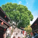 鲁镇 - 绍兴市旅游 缩略图 4